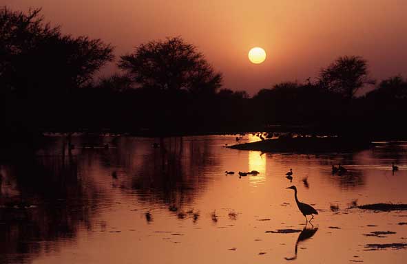 Am Sunsetpoint von Keoladeo