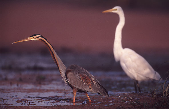 Purpur- und Silberreiher