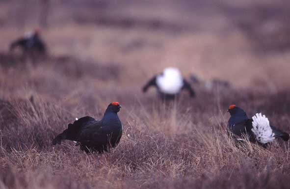 Frühmorgens beginnt die Birkhahnbalz..