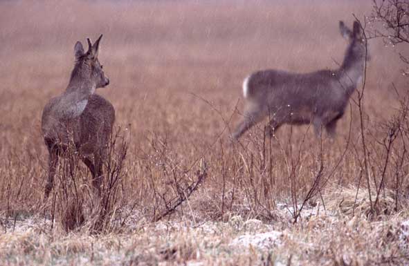 Reh und Damwild sind in Südschweden noch häufiger als Elchwild