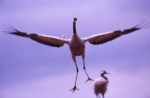 Tanz des Kranichs
