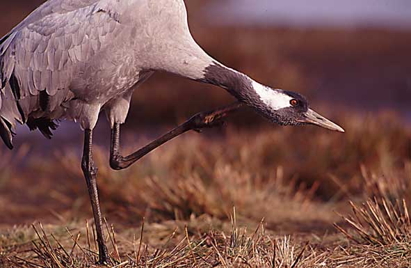 Was wollte ich noch mal....?