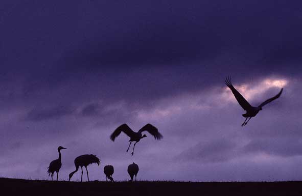Abends fliegen die Kraniche  einen geschützten, gemeinsamen Schlafplatz im See an