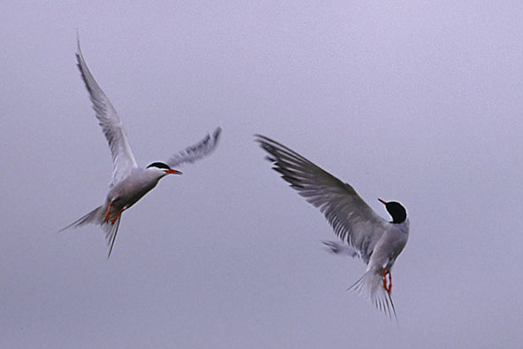 Flußseeschwalben im Luftkampf
