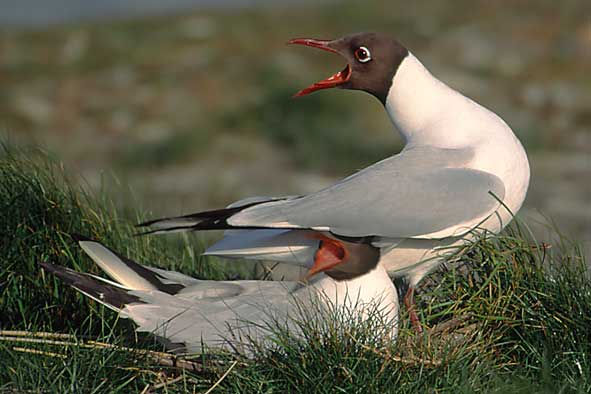 Ein Titelfoto für GalerieTexel Mai 2004