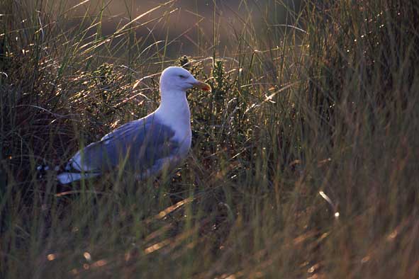 Heringsmöwe am Schlafpatz