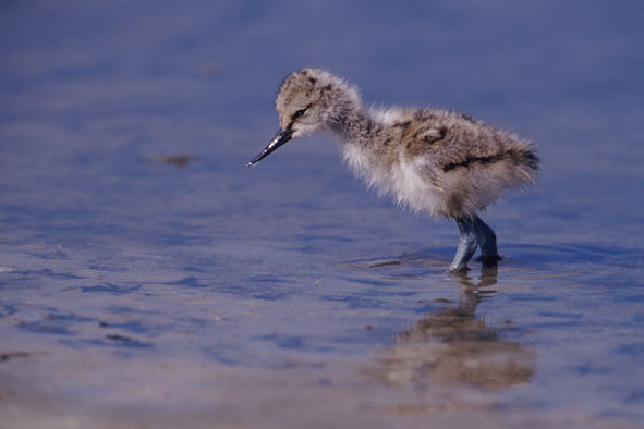 Junger Säbelschnäbler