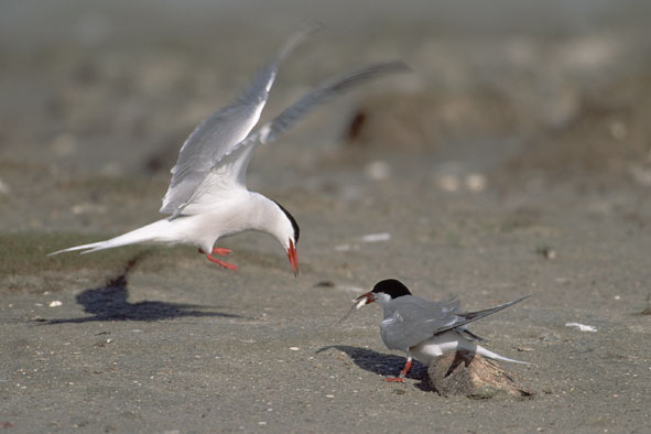 Fischübergabe bei den Flußseeschwalben