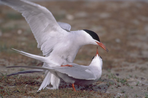 Flußseeschwalbenkopula