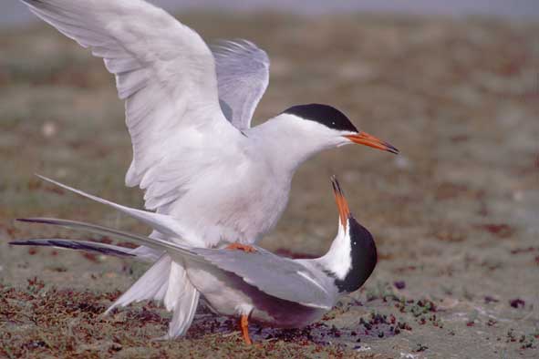 Flußseeschwalbenkopula