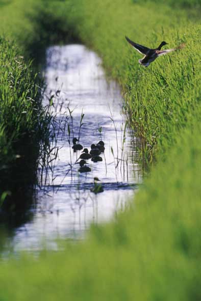 Stockenten auf der Flucht