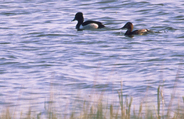 Ringschnabelente (links im Bild)