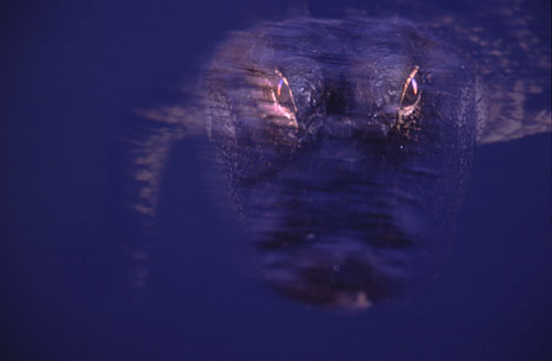 Ein Titelfoto für GalerieFlorida