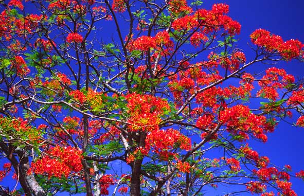 Blühender Flammenbaum