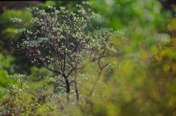Frühlingsvegetation bei Punda Maria