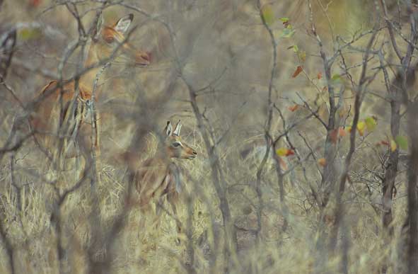 Ein Titelfoto für GalerieKruger NP Südafrika 2004