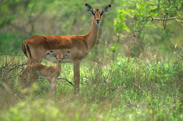 Impalamutter mit Kitz