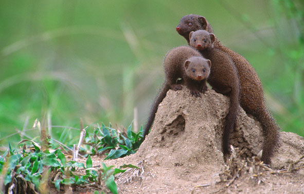 Familienglück bei den Zwergmangusten