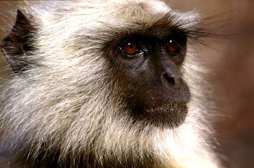 Ein Titelfoto für GalerieIndien 2001