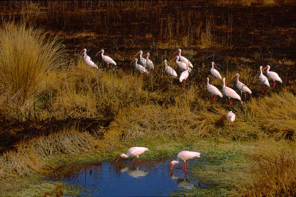 Schneesichler beim Landgang