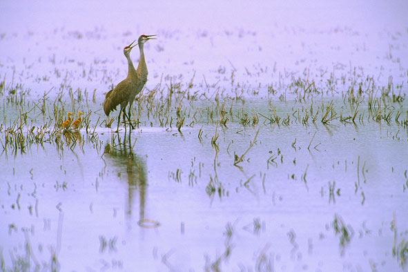 Kanadakranichpaar mit Jungen