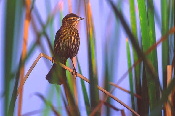 Weiblicher Rotschulterstärling