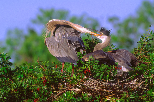 Reihern im eigentlichen Sinne (amerikanischer Graureiher)
