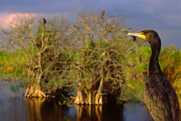 Kormoran (Ohrenscharbe)