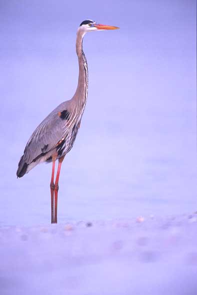 Amerikanischer Graureiher