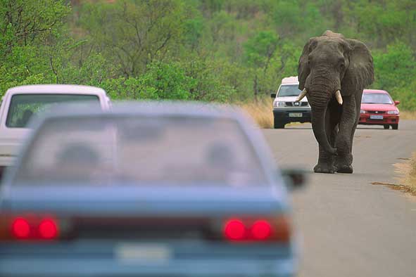 Tiere haben im Krüger grundsätzlich Vorfahrt..