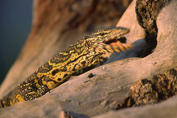 Nilwaran schnappt Beute