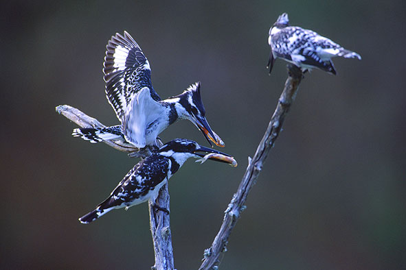 Ein Titelfoto für GalerieKruger NP Südafrika 2005