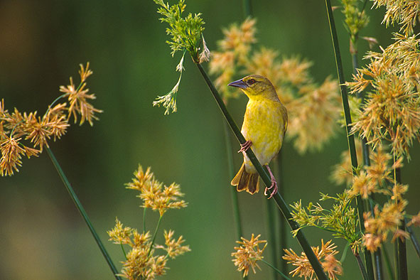 Maskenweberweibchen auf Bräutigamschau
