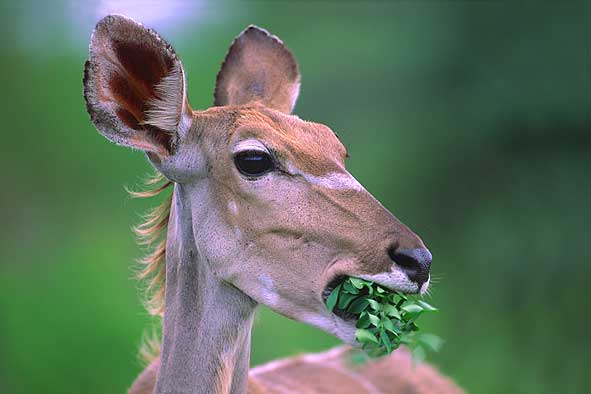 Die Salatbar ist eröffnet