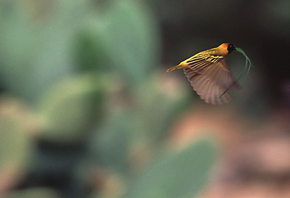 Maskenweber holt Gräser zum Nestbau