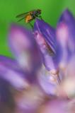 Fliege auf Lupine