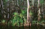 Big Cypress Reserve