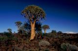 Köcherbäume Namibia