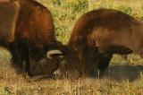 Bisonkampf