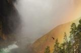 Upper Falls mit  Regenbogen und  Fischadler