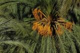 Detail Dattelpalme