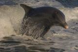 Delphin springt