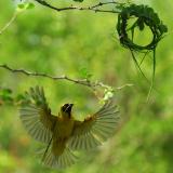 Fleissiger Maskenwebervogel