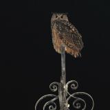 Die neuen Schloßbewohner