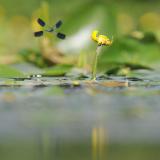 Gebänderte Prachtlibelle und gelbe Teichrose