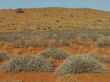 Im Kgalagadi NP