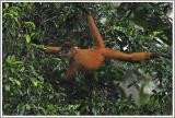Spider Monkey : Klammeraffe