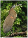 Bare-throated Tiger Heron