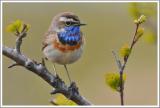Blaukehlchen in Fokstumyra