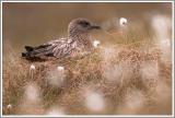Skua